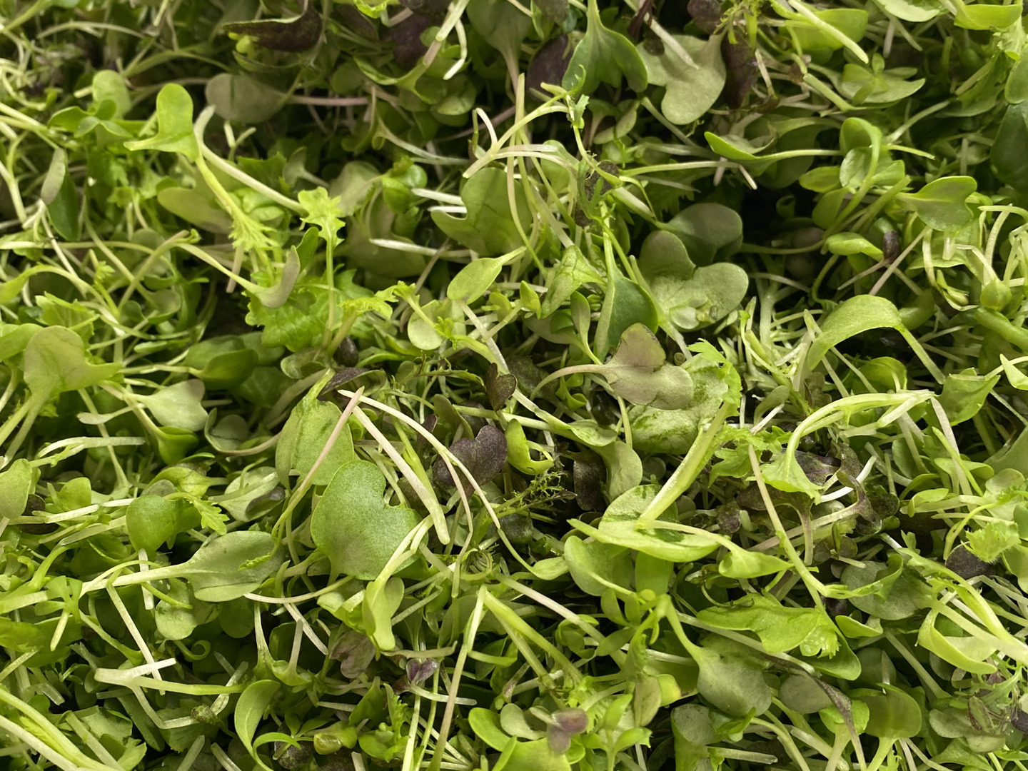 専用商品　チョク様 ギュッとお得用セットMサイズ(約10品)：茨城県産の野菜セット