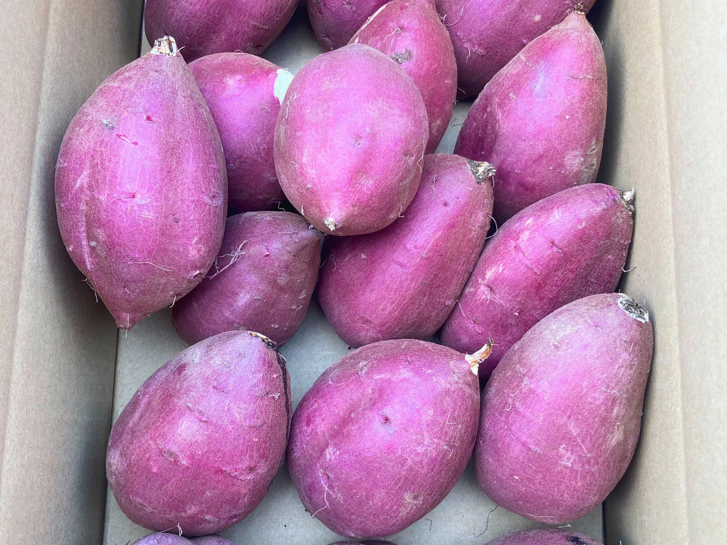 【★安心の定価販売★】 ee80e4372fec3a8924d9bf6b4f9bcb 野菜
