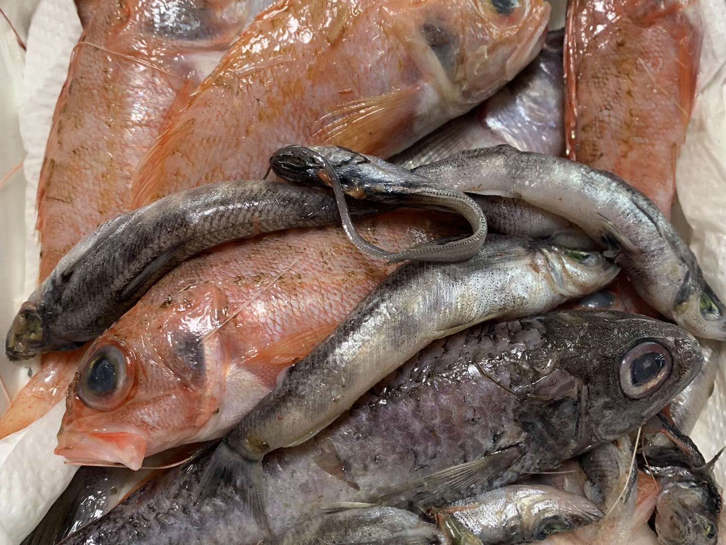 魚ガチャ】初心者必見！何が入っているかわからない［未利用魚
