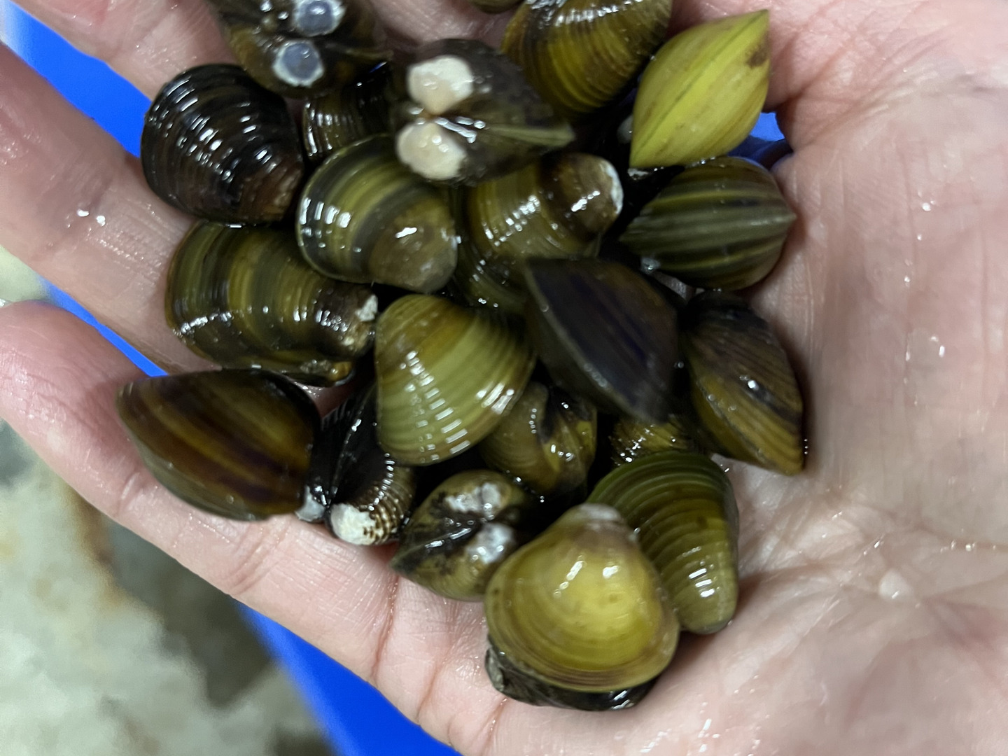 ☆冷凍☆琵琶湖産【天然】セタシジミ（500g）：滋賀県産のシジミ｜食べ