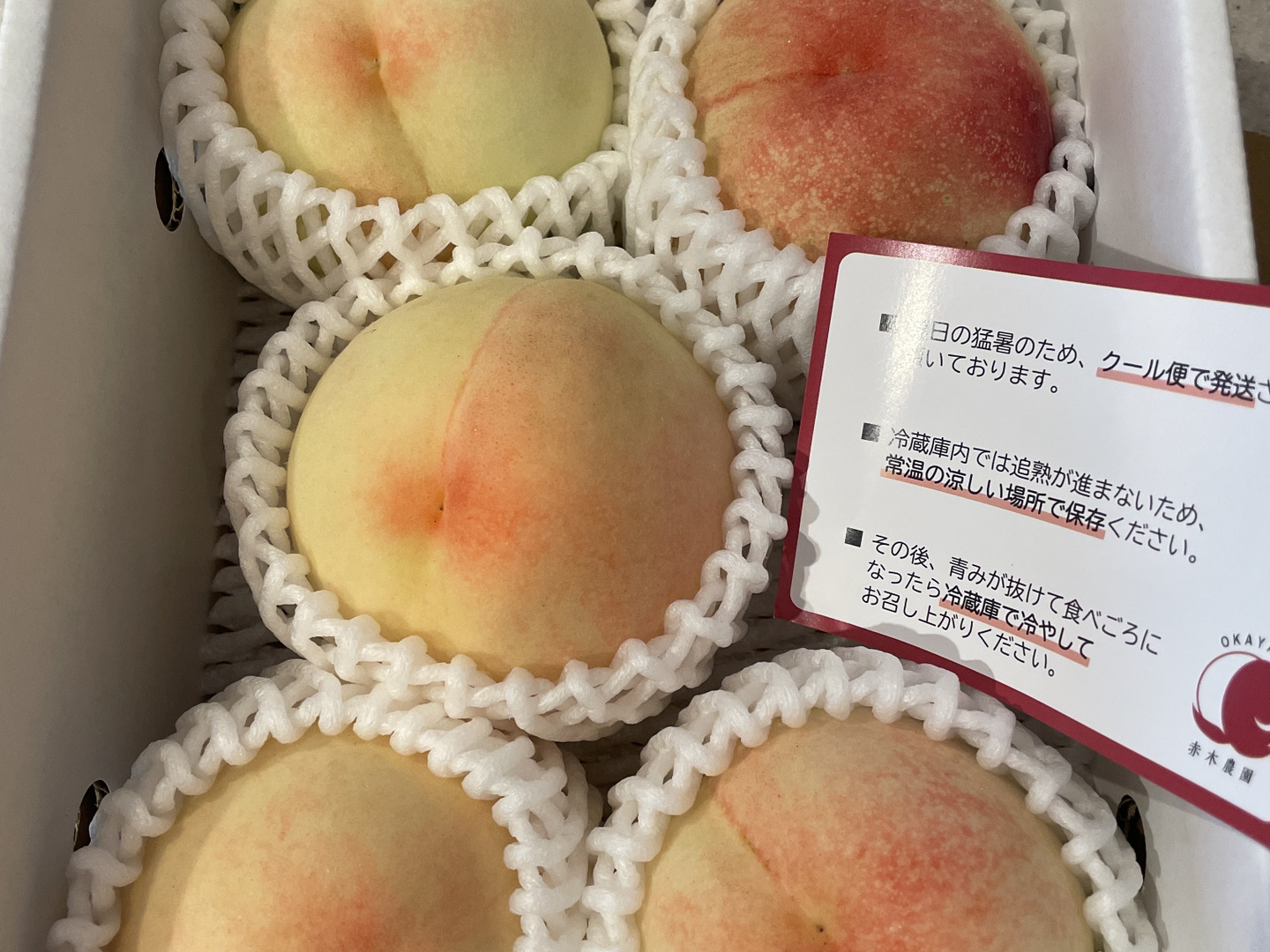 訳あり品】岡山白桃 1.4kg 7月上旬〜8月上旬：岡山県産の白桃｜食べ