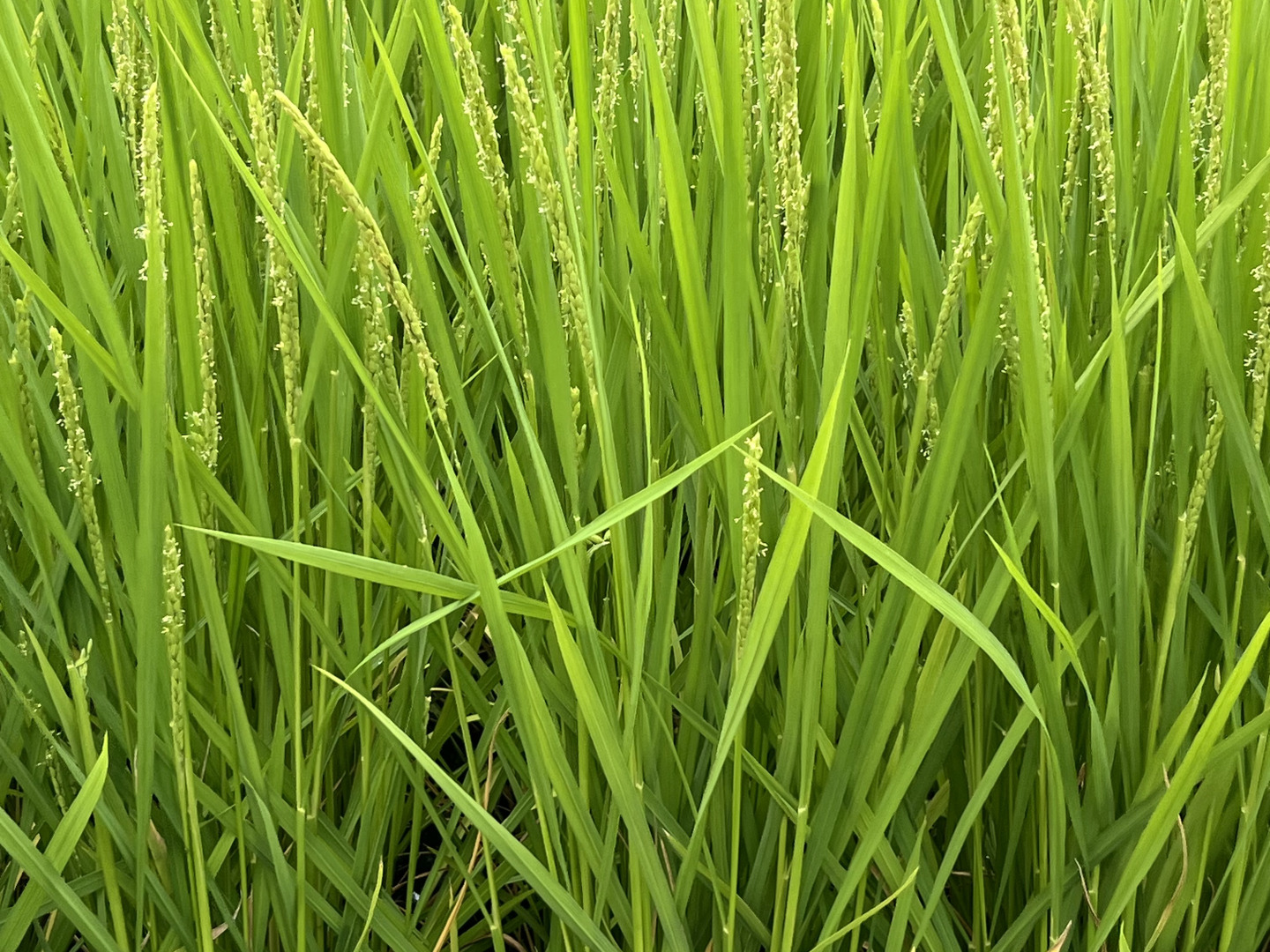 令和8年産新米】千葉市産コシヒカリ 無洗米4.5kg：千葉県産の