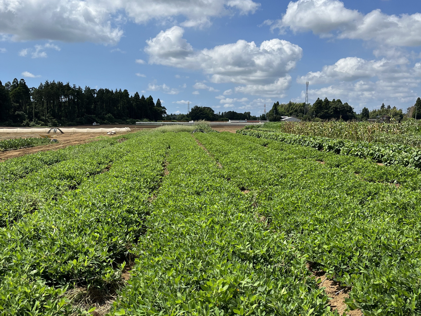 88①3kg【おおまさり】生落花生　新物　本場千葉県産(農家直送) 千葉県産 朝採れ！生落花生(おおまさり)3kg：千葉県産のおお