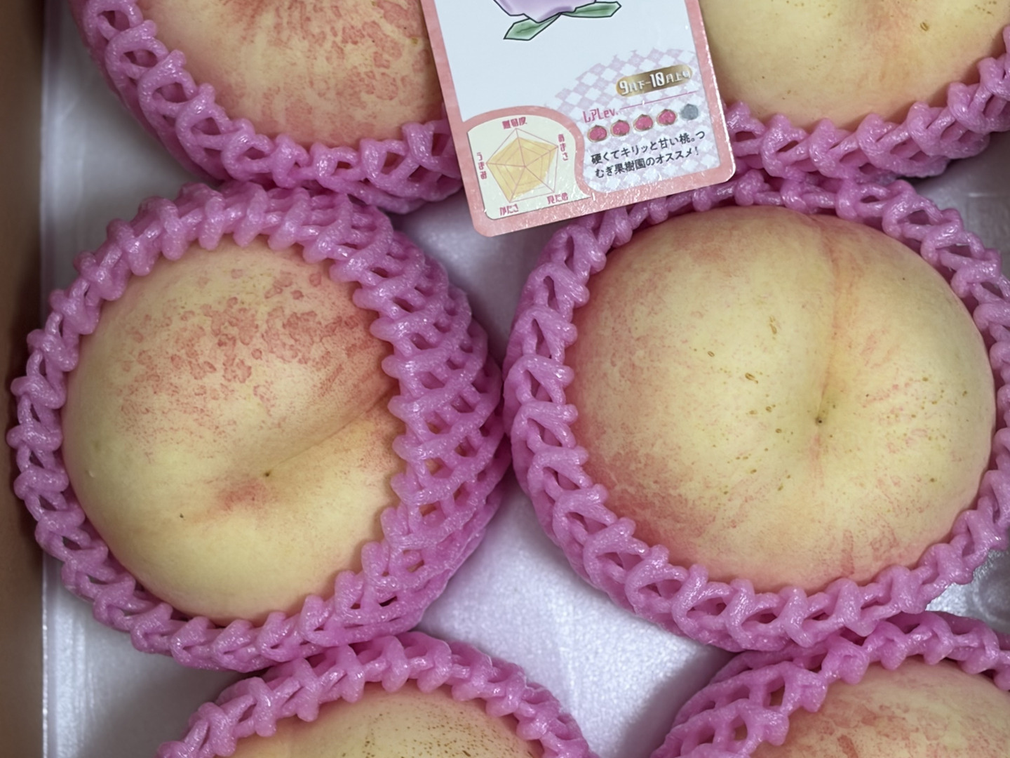 2026年予約】硬くて甘い桃『シーエックス』糖度13度以上！ 1.5kg（4-6
