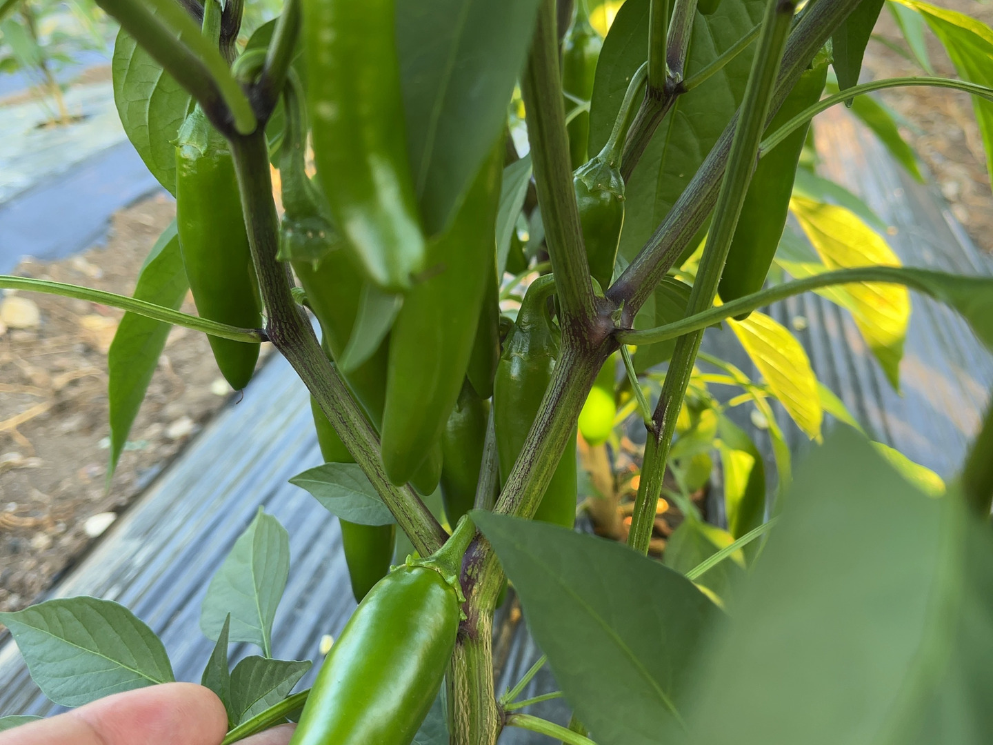 終了間際の今だけ価格！⑨栃木県産フレッシュハラペーニョ！箱込み約10kg 今だけ価格！シャキッとした辛さ！フレッシュハラペーニョ！：栃木県産