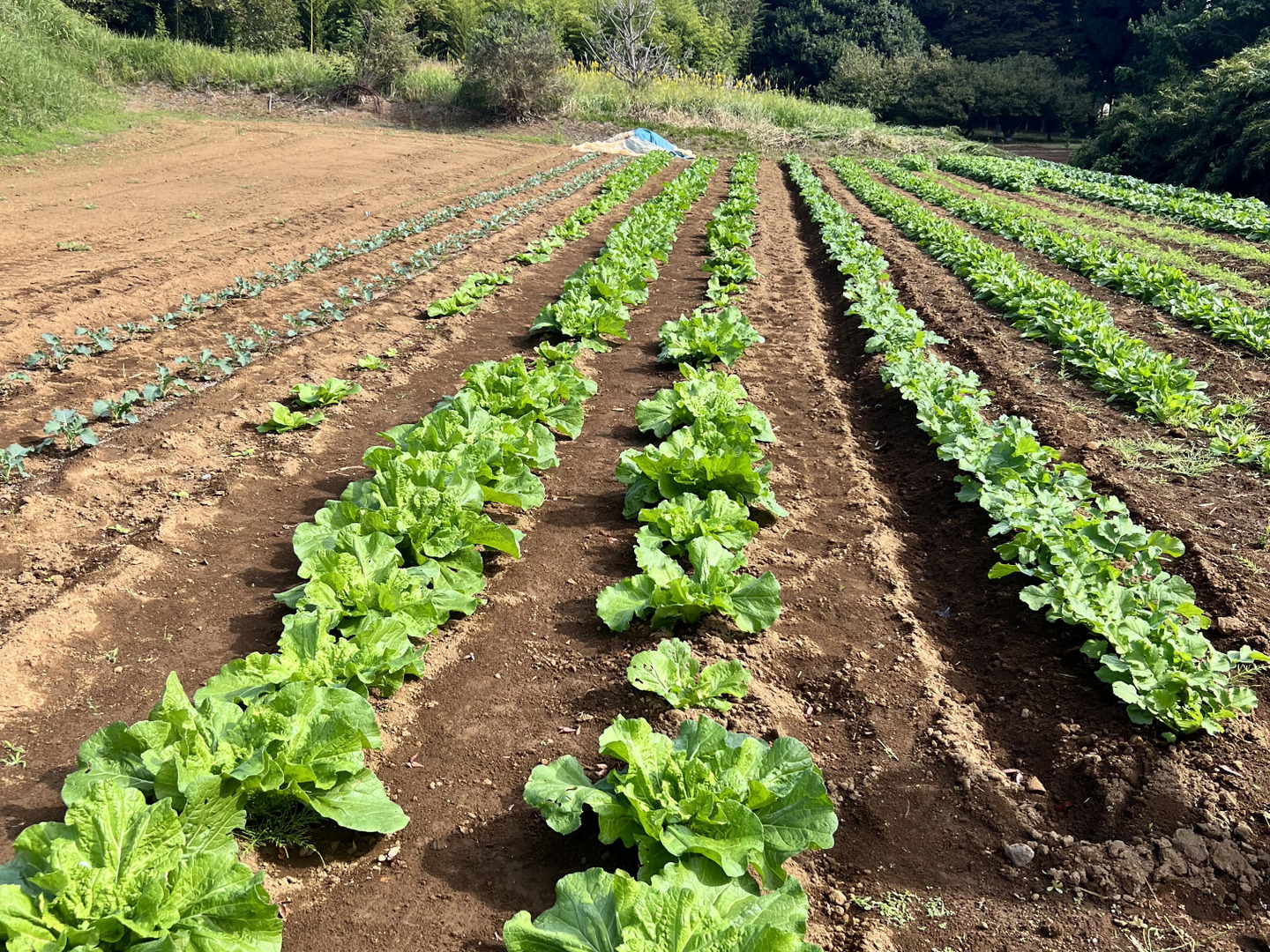 【好評にて期間延長】 f69d96315f2a8c96812e4e38fd3f27 野菜