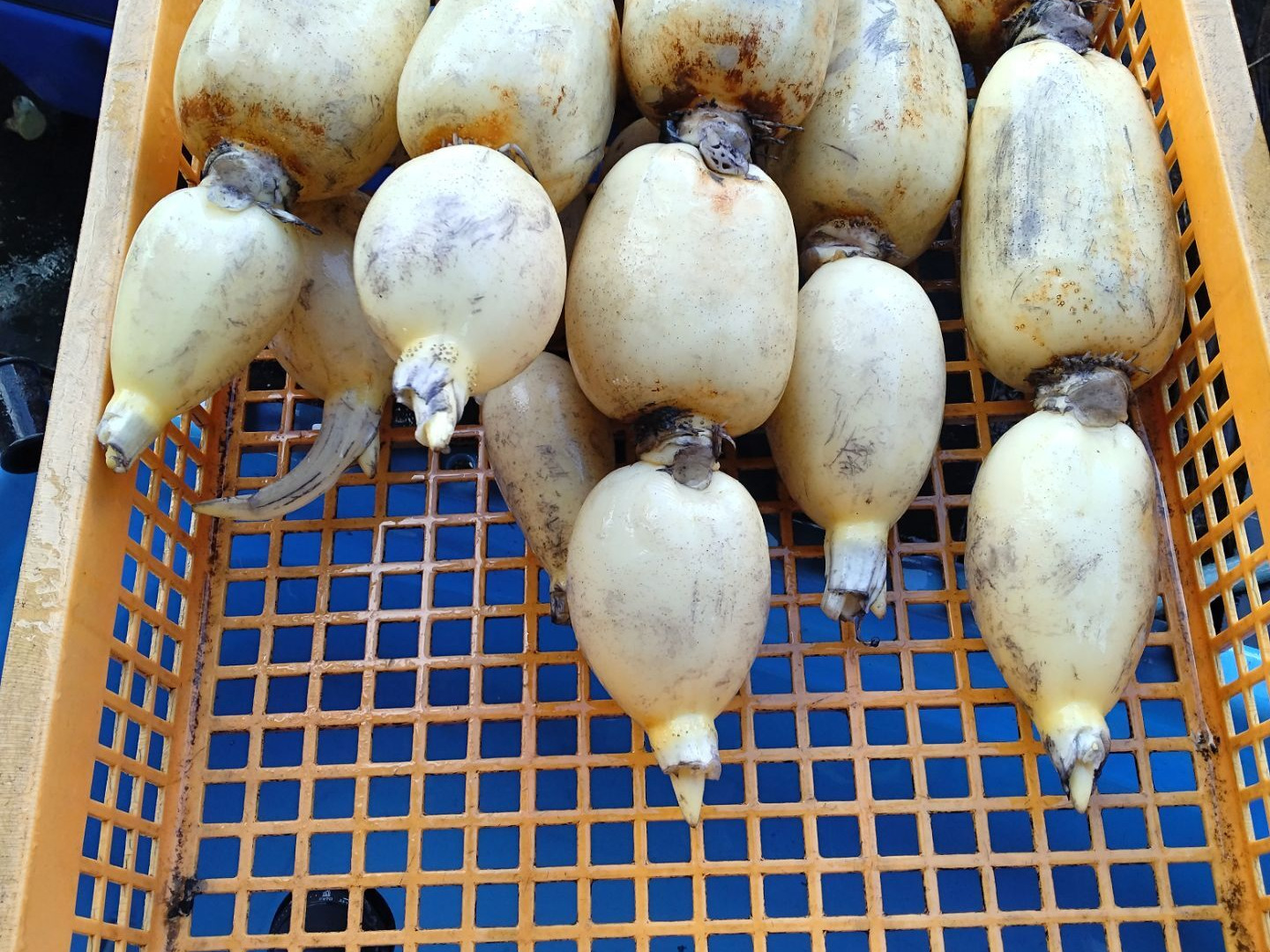 夏 れんこん 4キロ ♯蓮根 ♯レンコン：茨城県産のれんこん｜食べ