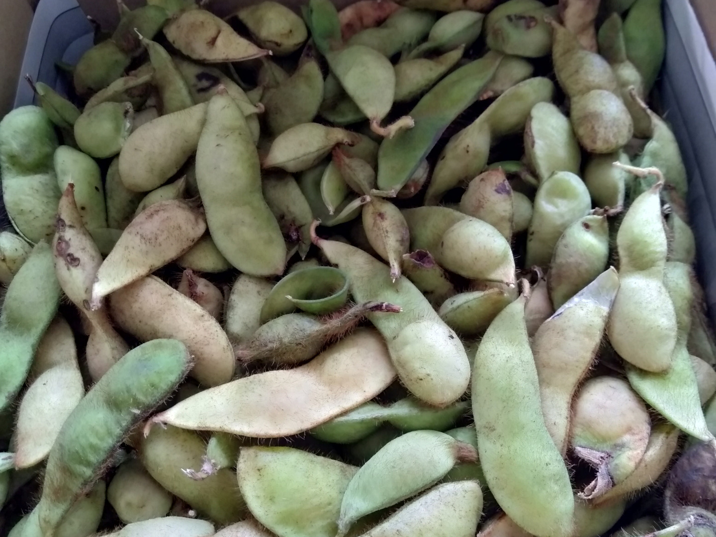 訳あり】 兵庫県丹波篠山産 丹波黒豆 5kg 令和6年産 訳あり】