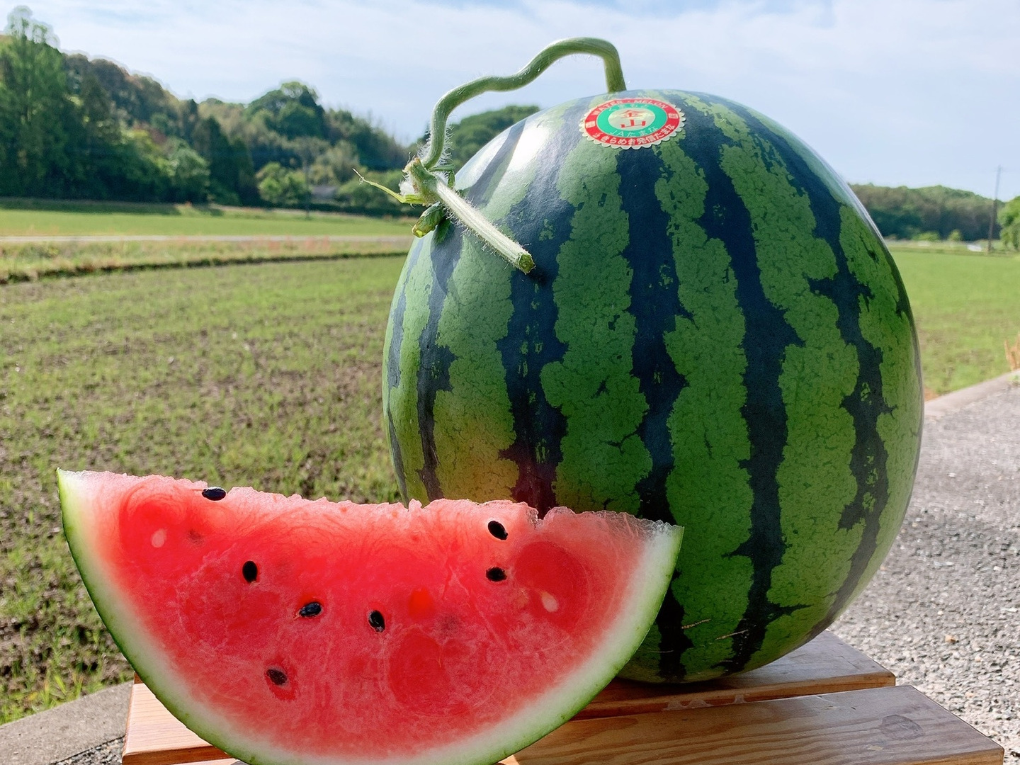 幻】金山すいか 大玉 1玉 6kg～7kg：熊本県産のその他スイカ