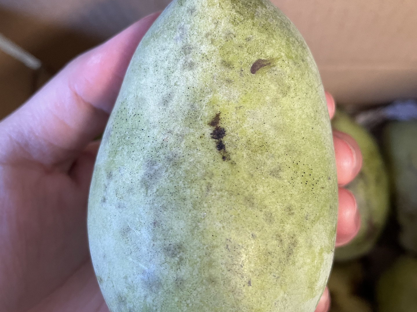 幻のポポー　冷凍　5.5kg以上 幻のポポー 冷凍 5.5kg以上