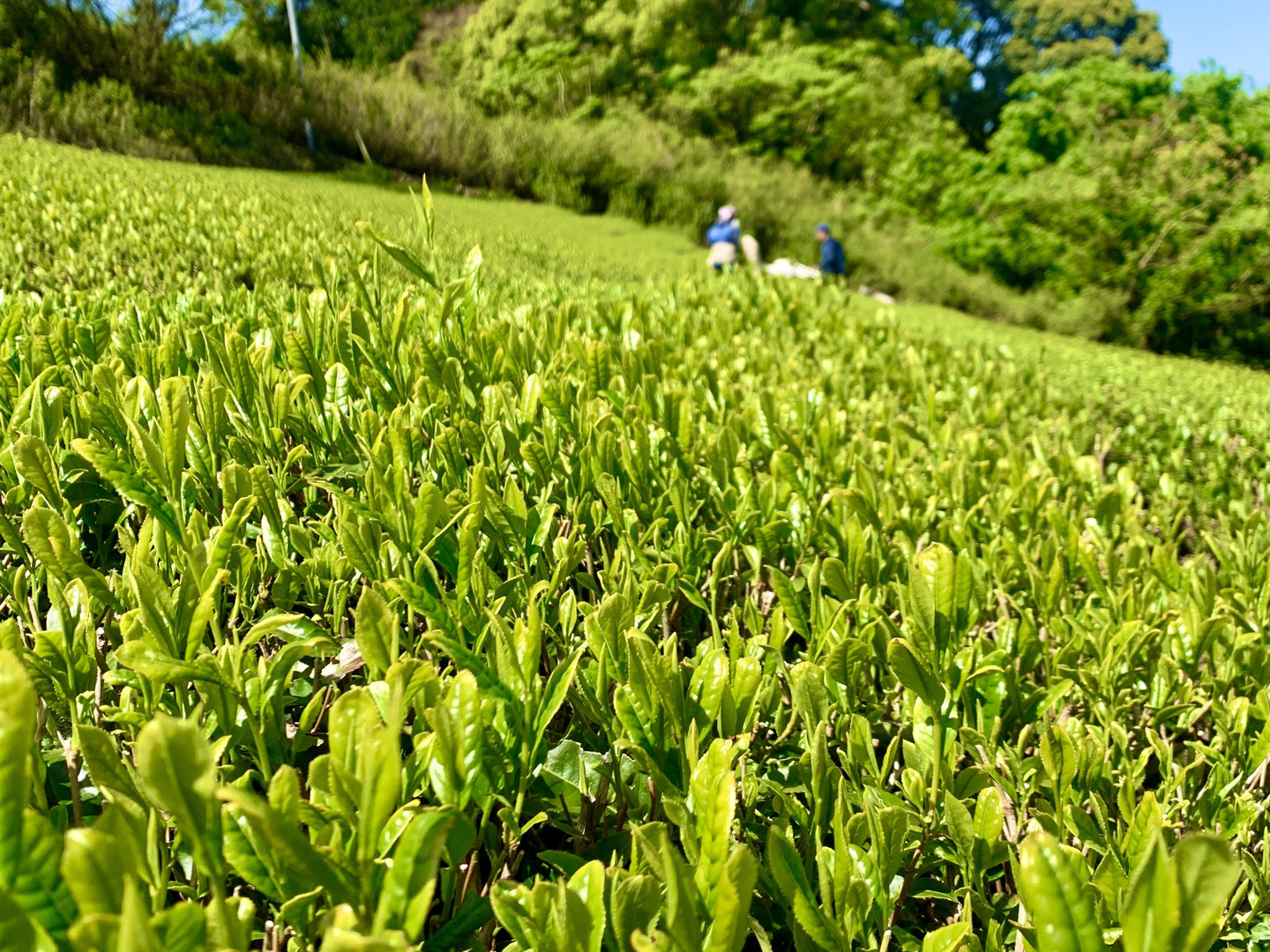 新茶2025】三日摘み 新茶限定パッケージ♪ 深蒸し煎茶 茶葉 2025