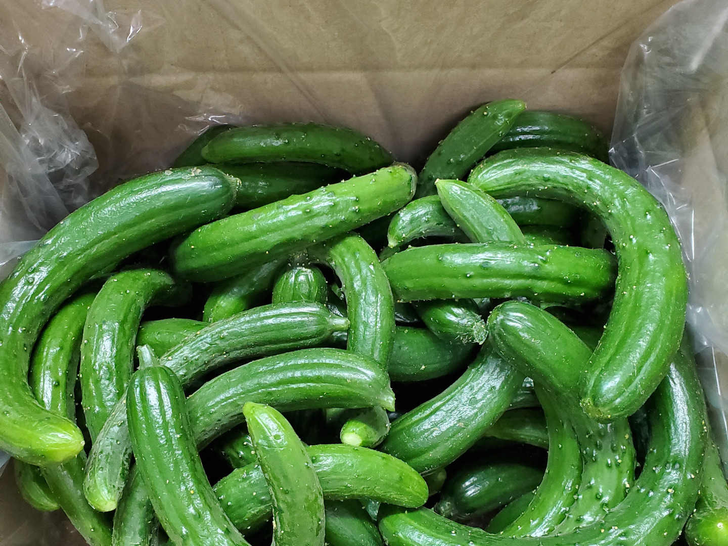 【ネット限定】 f8d112e53f2112e318c99665807244 野菜