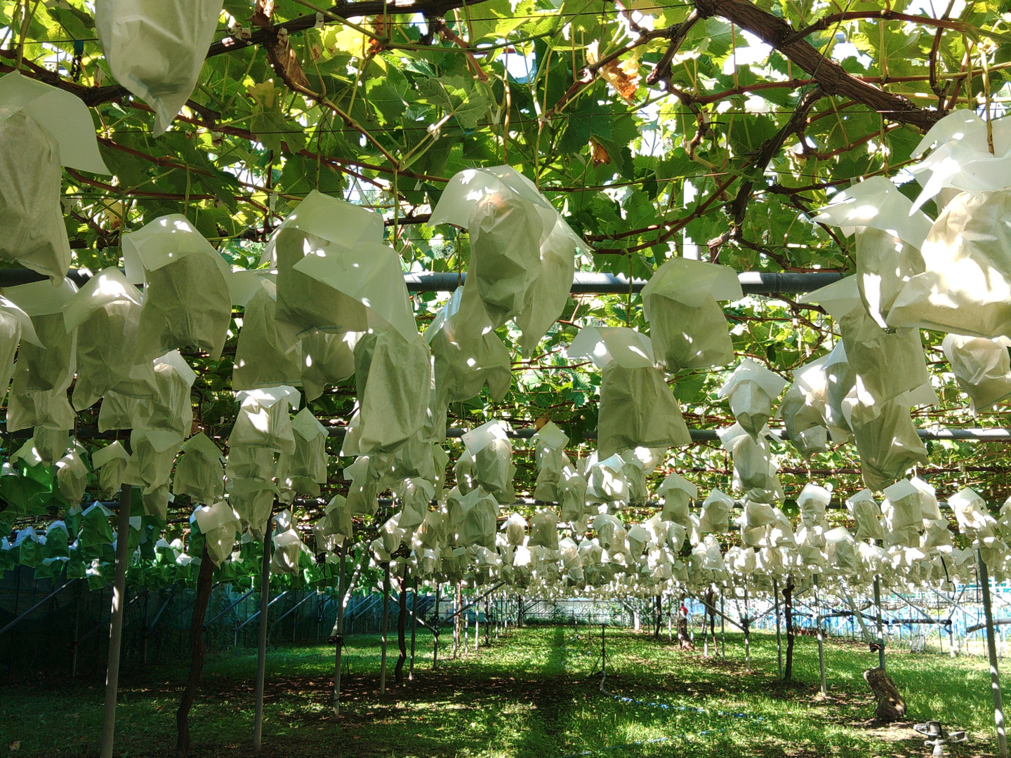 🍇朝採り🍇1房500g超えの果汁たっぷり完熟前のシャインマスカット(4kg