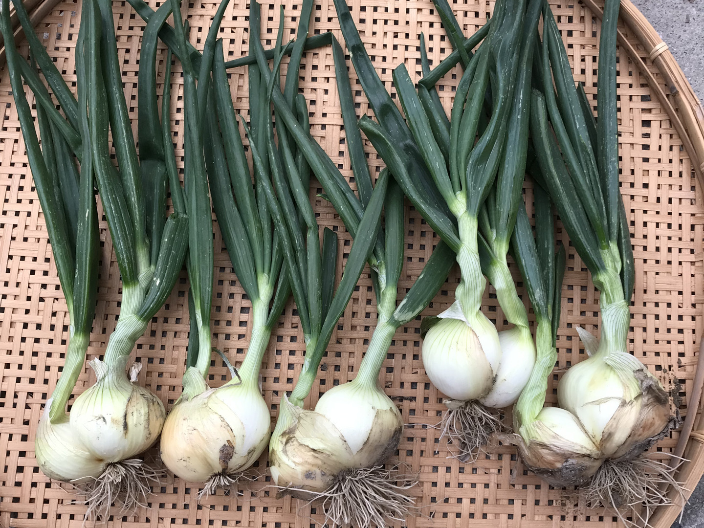 自然栽培】シャキッ！トロッ！新玉ねぎ5kg：徳島県産の野菜