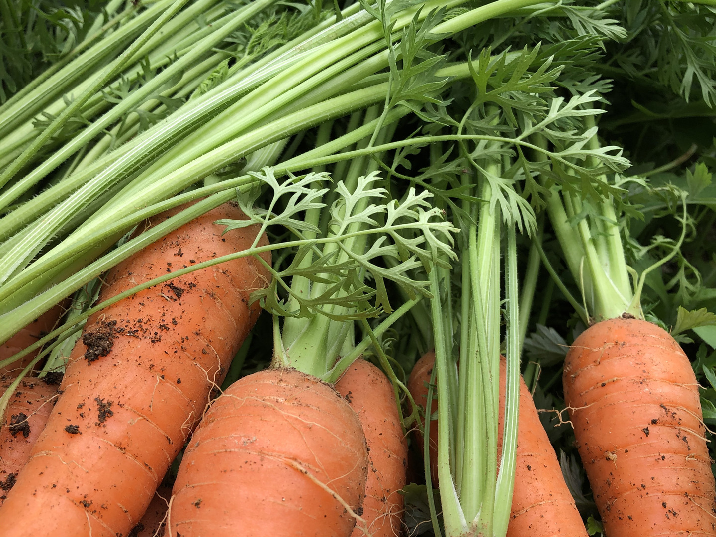 採れたて！旬の有機野菜の詰め合わせ（お試し6種）：島根県産の
