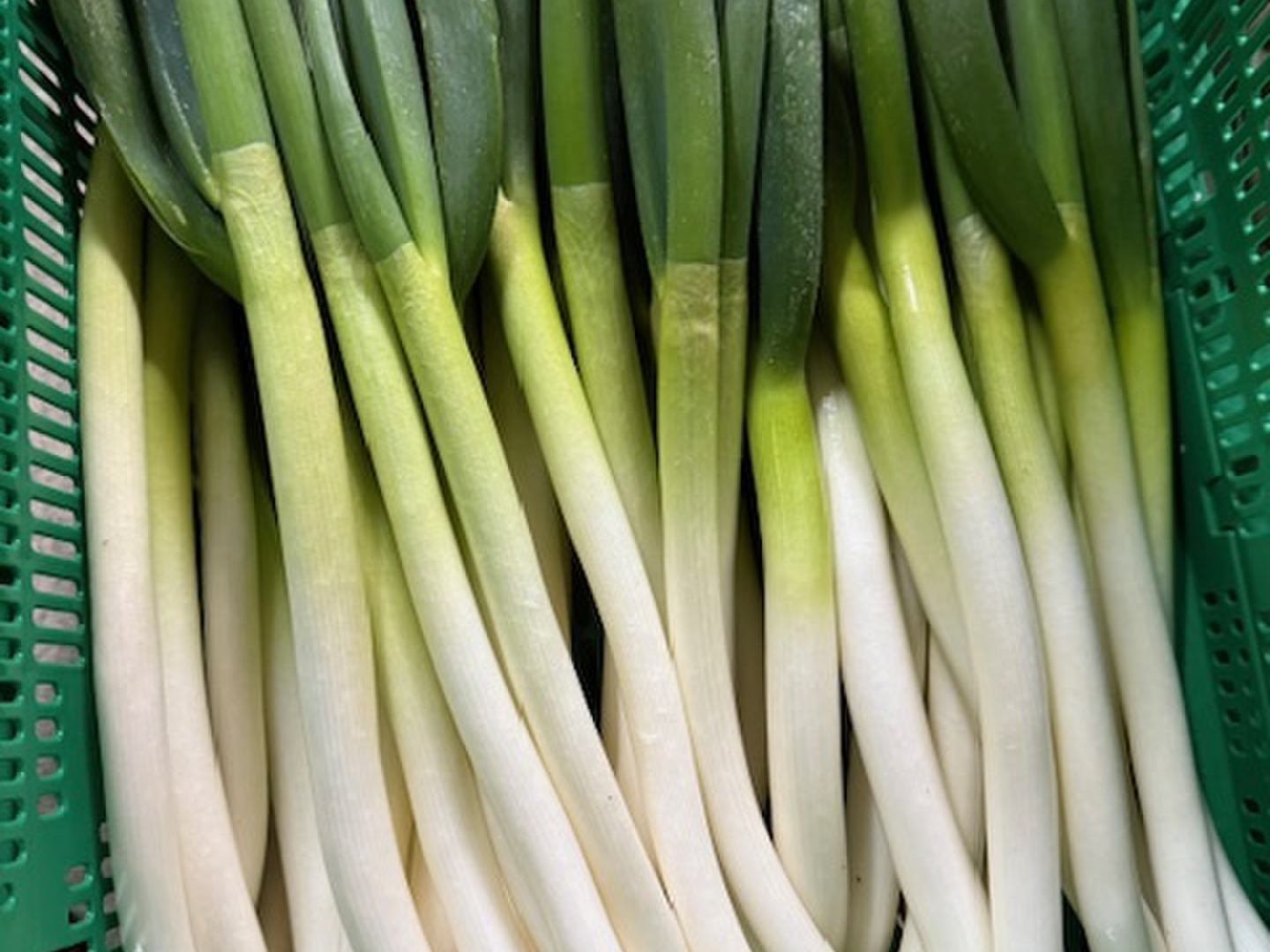 訳あり 長ネギ 5本 石川県産：石川県産のホワイトスター｜食べ