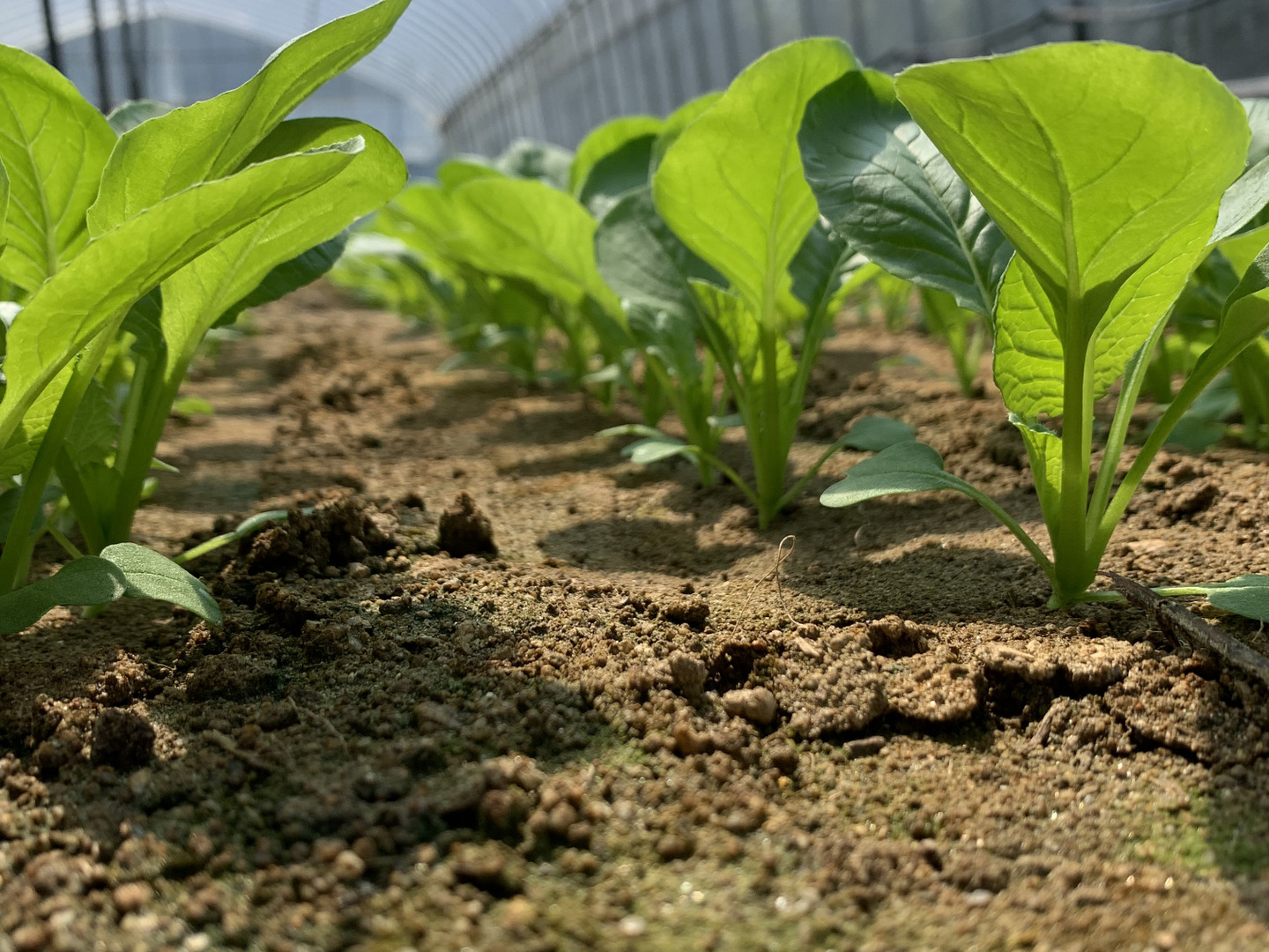ギフトにも！きのこ入り！旬のお野菜セット 8〜10品目熨斗対応可