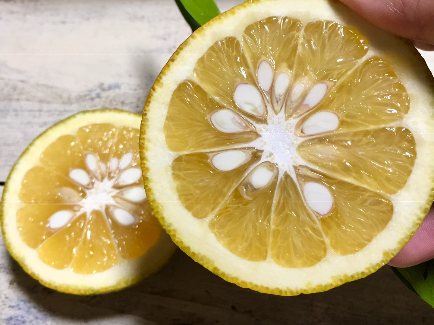 【送料0円】 3Sサイズ湘南ゴールド 無農薬で生産者が直接お届けします （収穫 果物