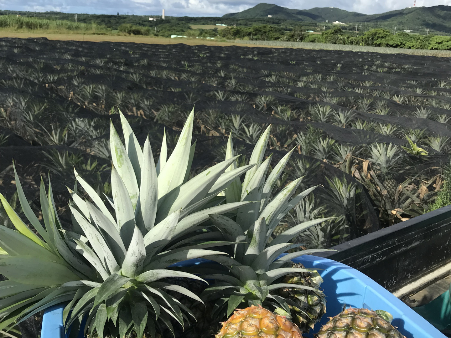 【数量限定】石垣島産サンドルチェ6kg (4-6玉) 石垣島産】希少パインと大人気パインのお得な食べ比べセット