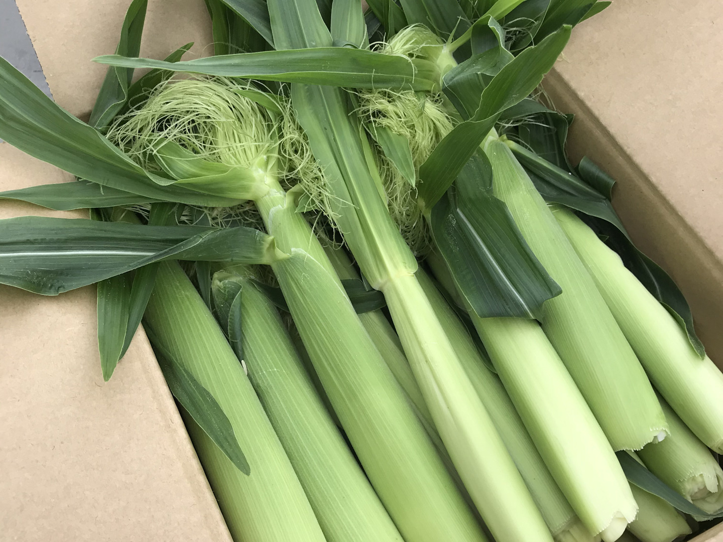 朝どれ】🌽ヒゲまで美味しいヤングコーン25本&完熟ミニトマト1kg