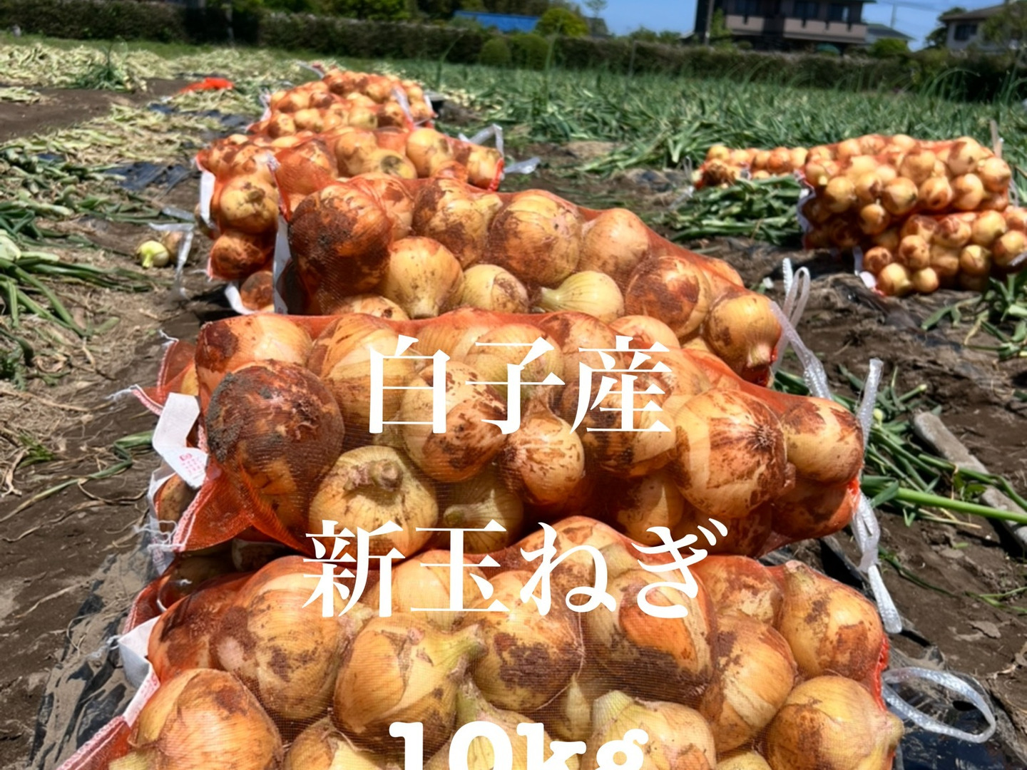 割引価格 伝票届き次第すぐ発送 白子産 ソニック：千葉県産 10kg 新玉ねぎ 野菜