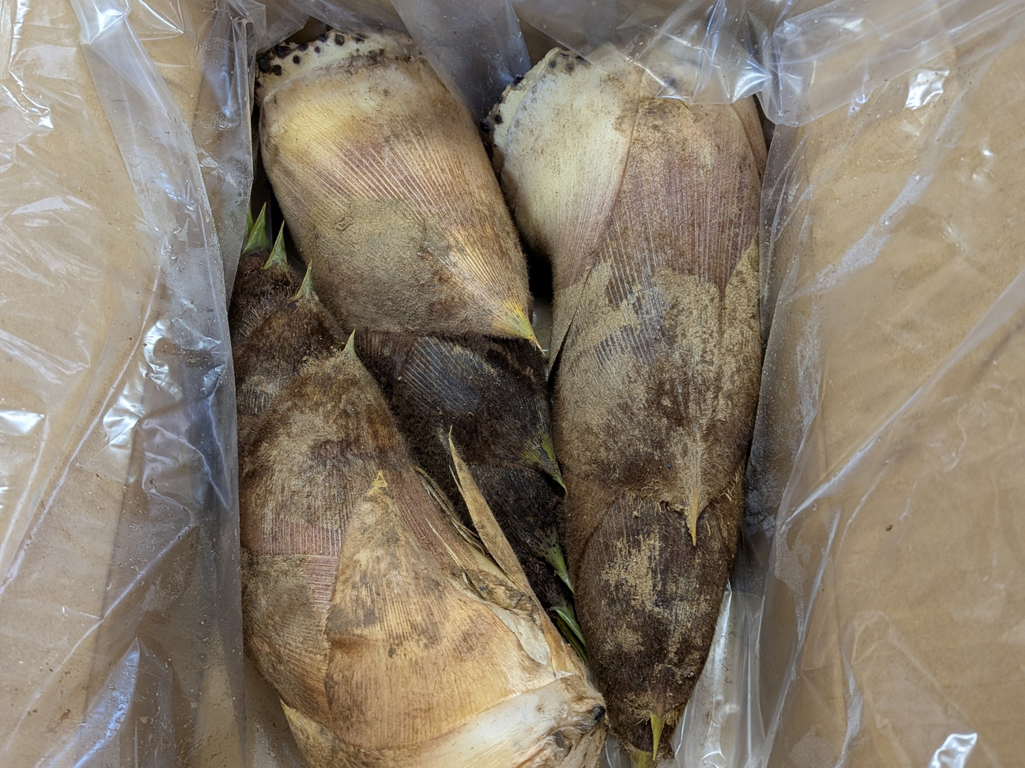 徳島県産 たけのこ 約2kg タケノコ 筍 徳島県産 たけのこ 約2kg タケノコ 筍 【公式通販】