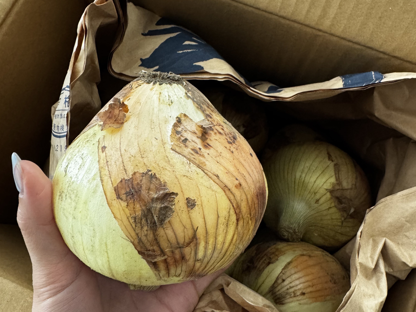 伝票届き次第すぐ発送 千葉県白子産 新玉葱 5kg 白子玉ねぎ