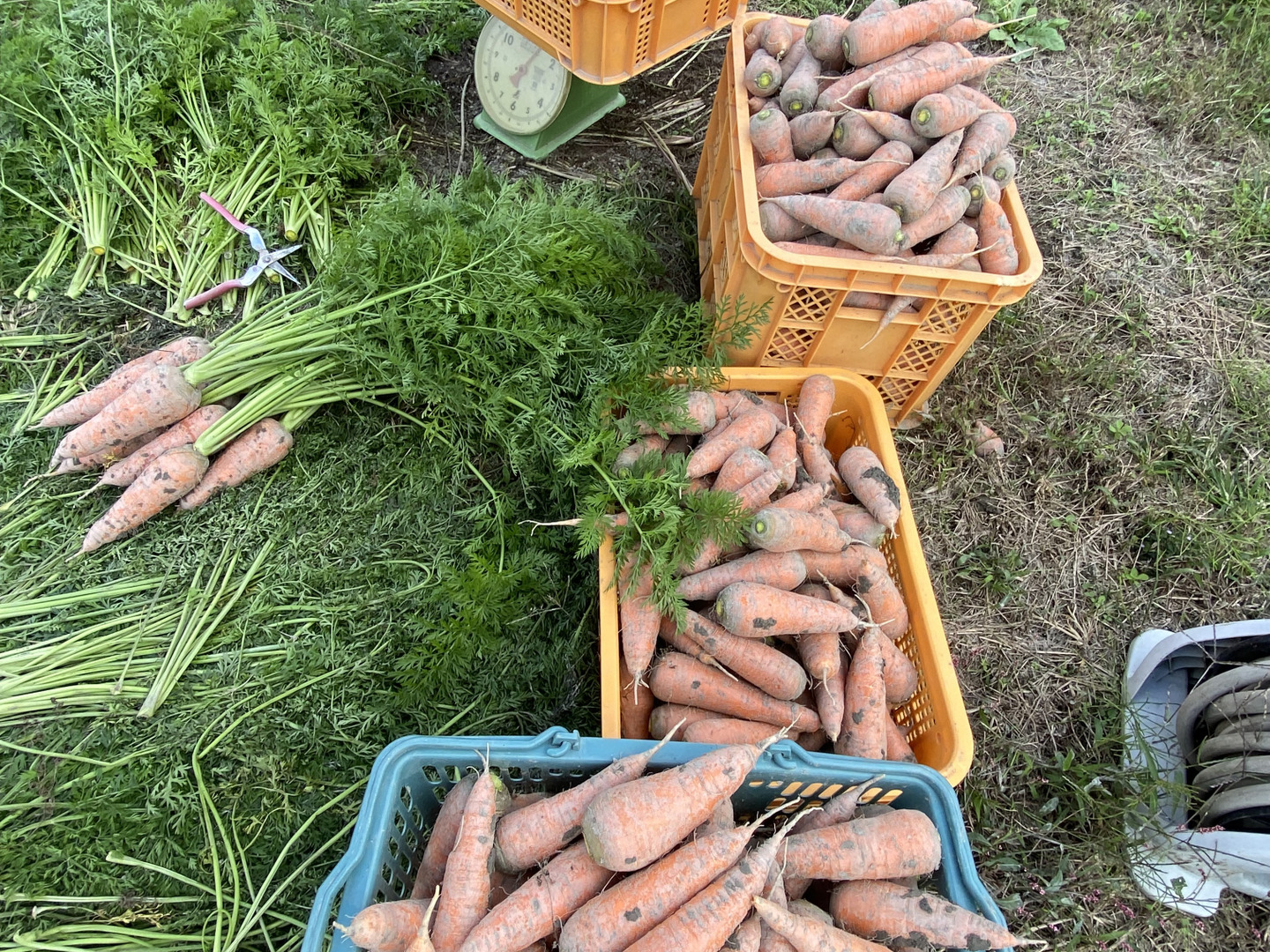 ここちゃん農園ページ♡ ここちゃん農園へのレビュー・商品：徳島県｜食べチョク｜産地