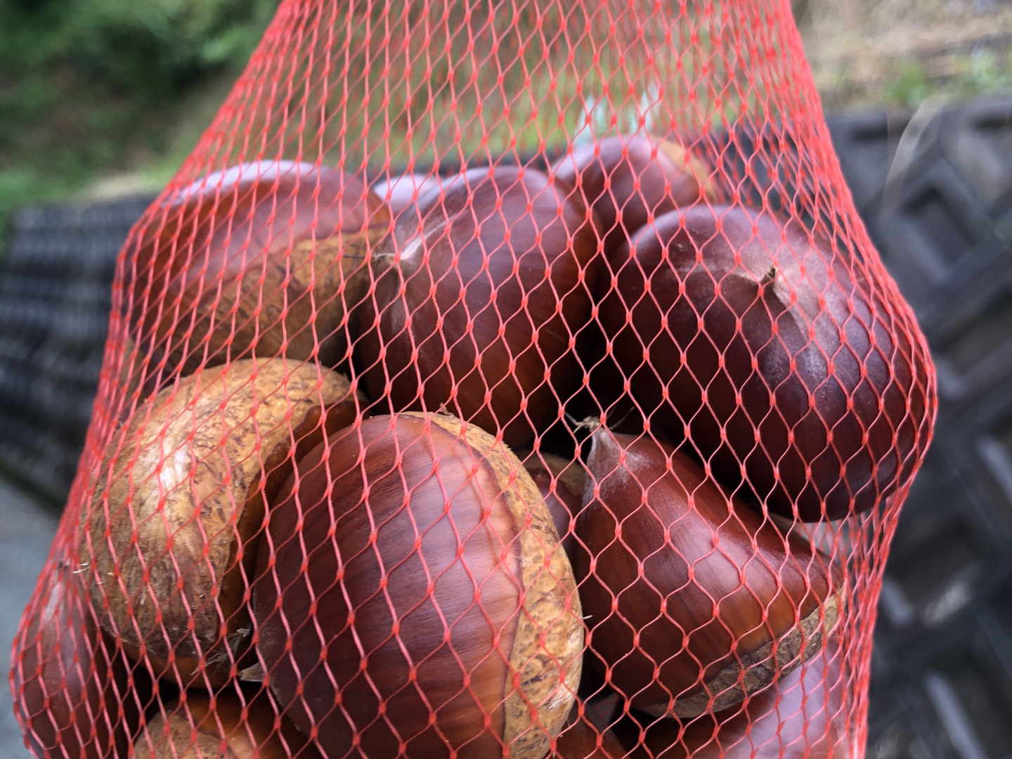 丹波栗（1kg）大粒3〜4L：兵庫県産の丹波栗｜食べチョク