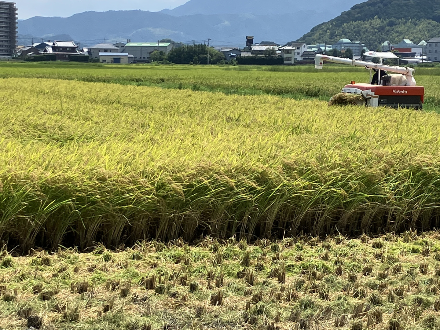 徳島県産　令和6年度　新米　あきさかり　30キロ 令和7年 徳島県産 新米 あきさかり 白米 5㎏｜白米の商品詳細