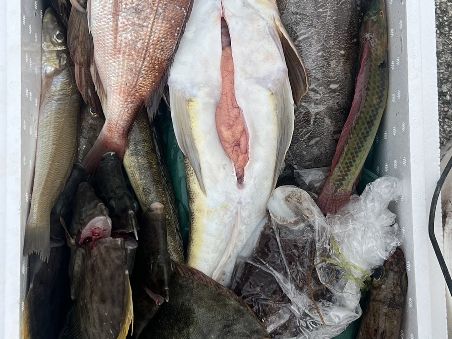 船上活〆びっくり鮮魚BOX：広島県産の魚介類｜食べチョク｜産地直送 
