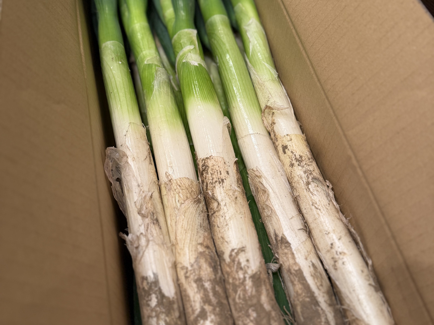 旬の味！！！深谷蜜ねぎ（2.5kg）：埼玉県産のねぎ｜食べチョク