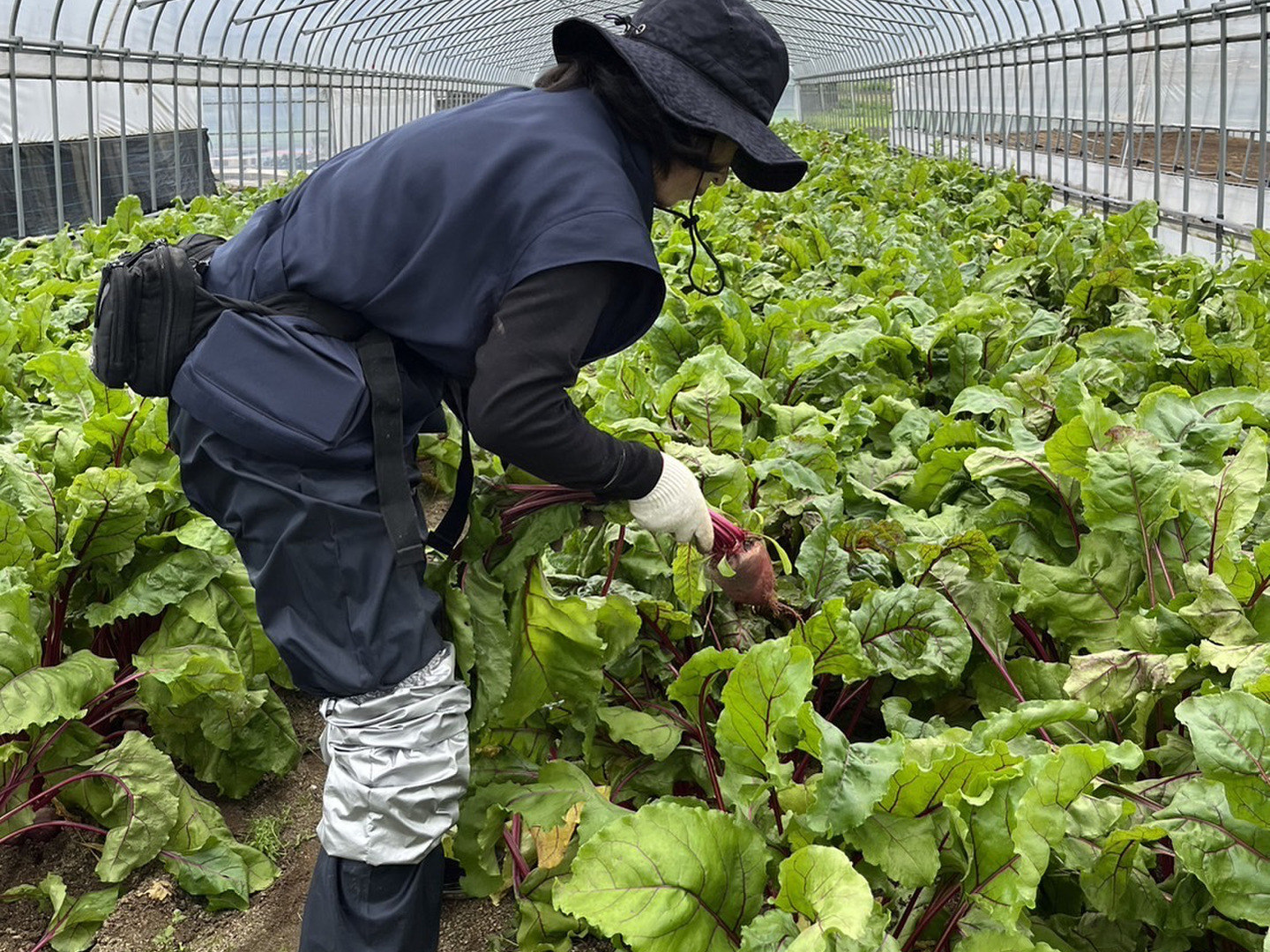 お買い得商品特集 - 販促エクスプレス 広島県産 3kg（約10～18個）送料もお得♪：広島県産の ビーツ 鉄道模型