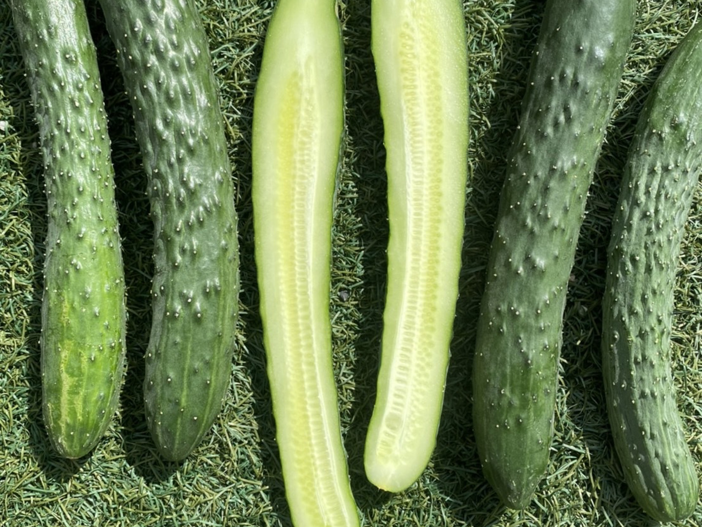 徳島産天然物　肉厚乾燥ぜんまい　1kg　超極太上物　山菜ゼンマイ　乾燥物　野菜 徳島産天然物 肉厚乾燥ぜんまい 超極太上物 1kg 野菜 山菜ゼンマイ