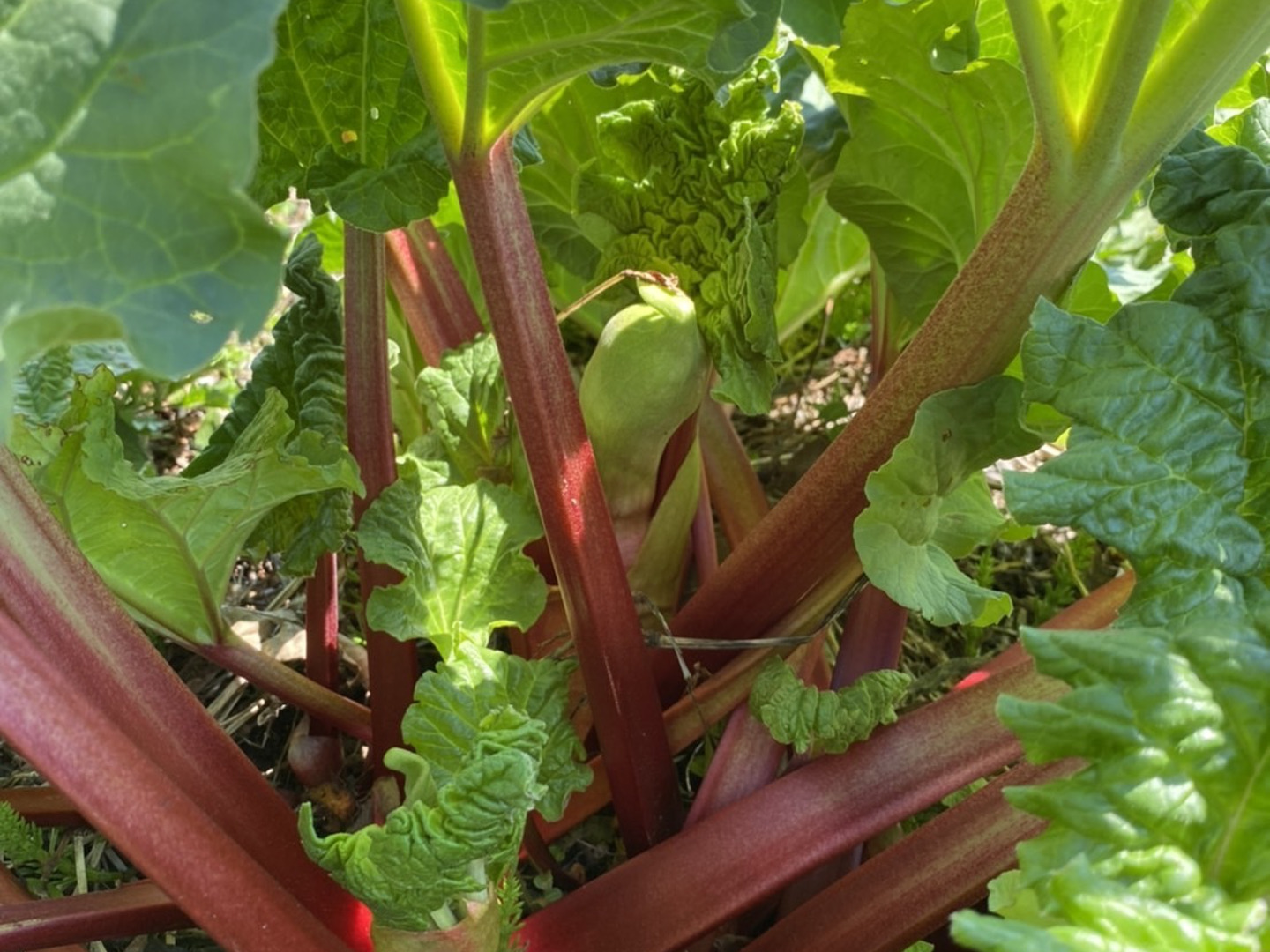 北海道産ルバーブ1kg『オーガニック』：北海道産のその他茎野菜