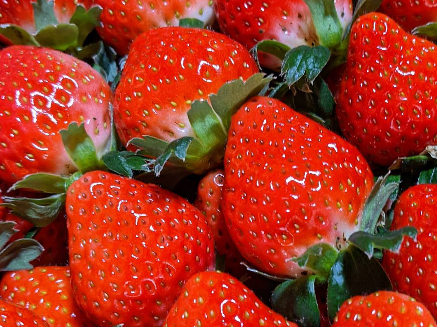 完熟•ジャム用】恋みのり🍓ファミリーパック🍓バラ詰めイチゴ
