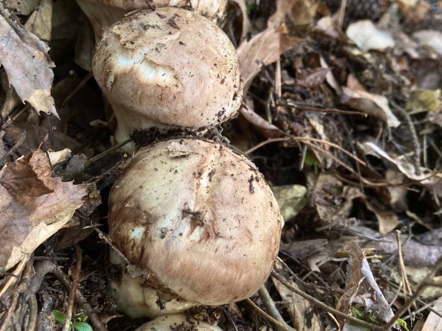 天然きのこ 松茸 国産 マツタケ まつたけ 山形県産 大自然の凛さん採取その47 天然きのこ 松茸 国産 マツタケ まつたけ 山形県産 大自然の凛