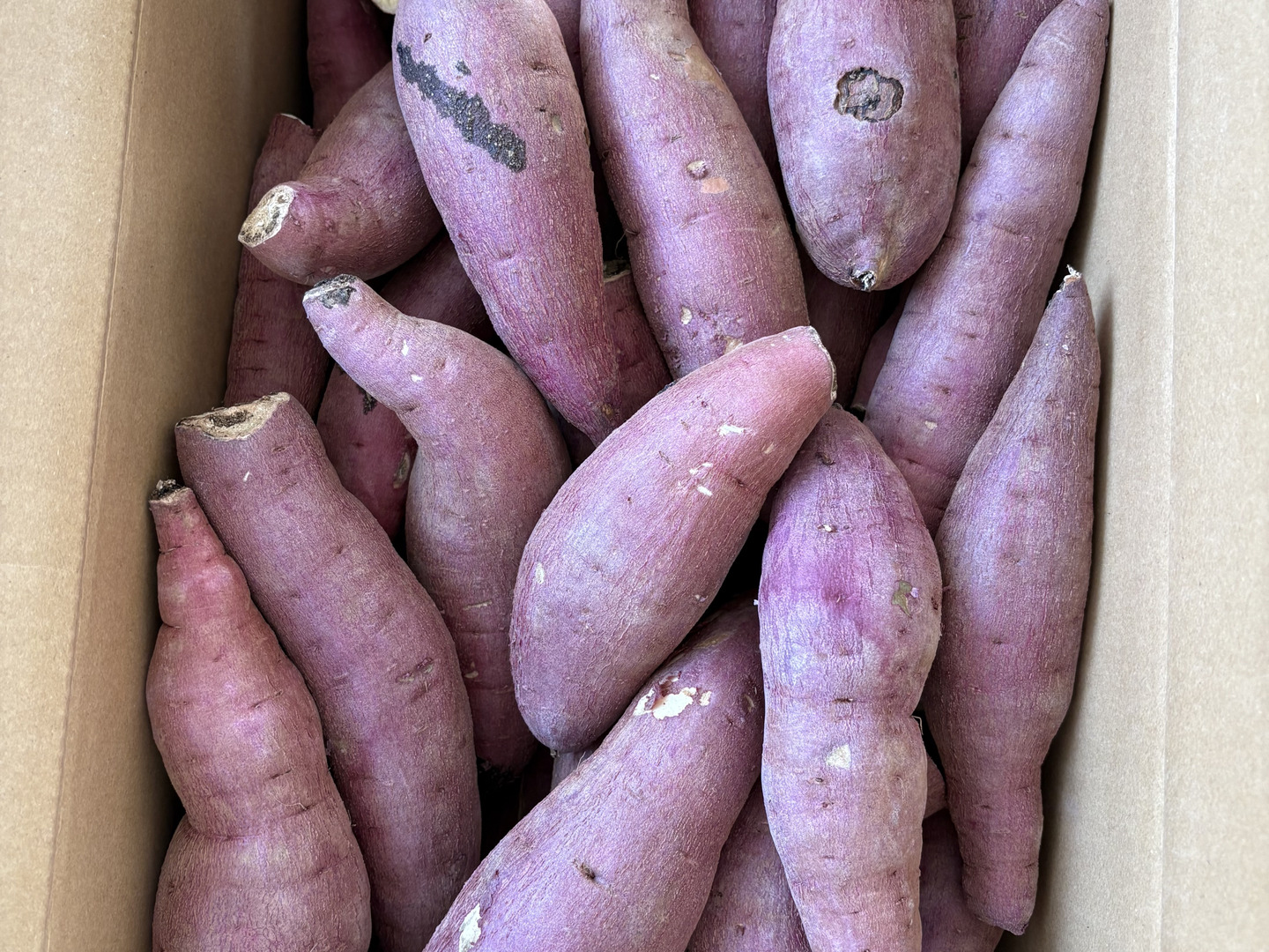 訳あり！熟成紅はるか 10kg さつまいも：茨城県産のべにはるか