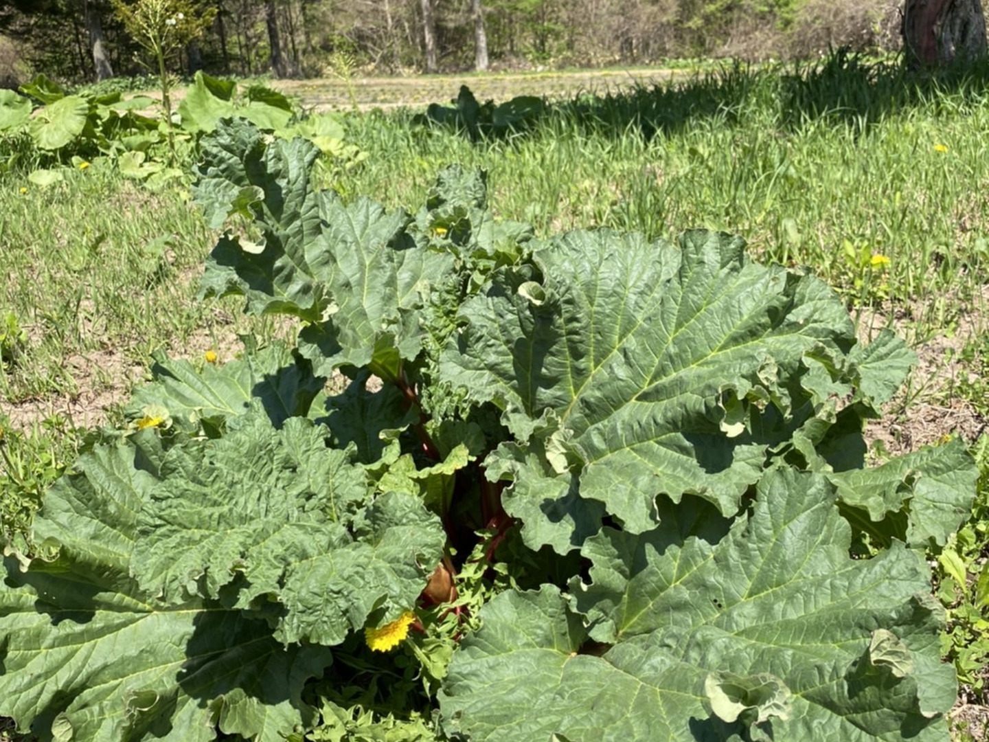北海道産ルバーブ1kg『オーガニック』：北海道産のその他茎野菜