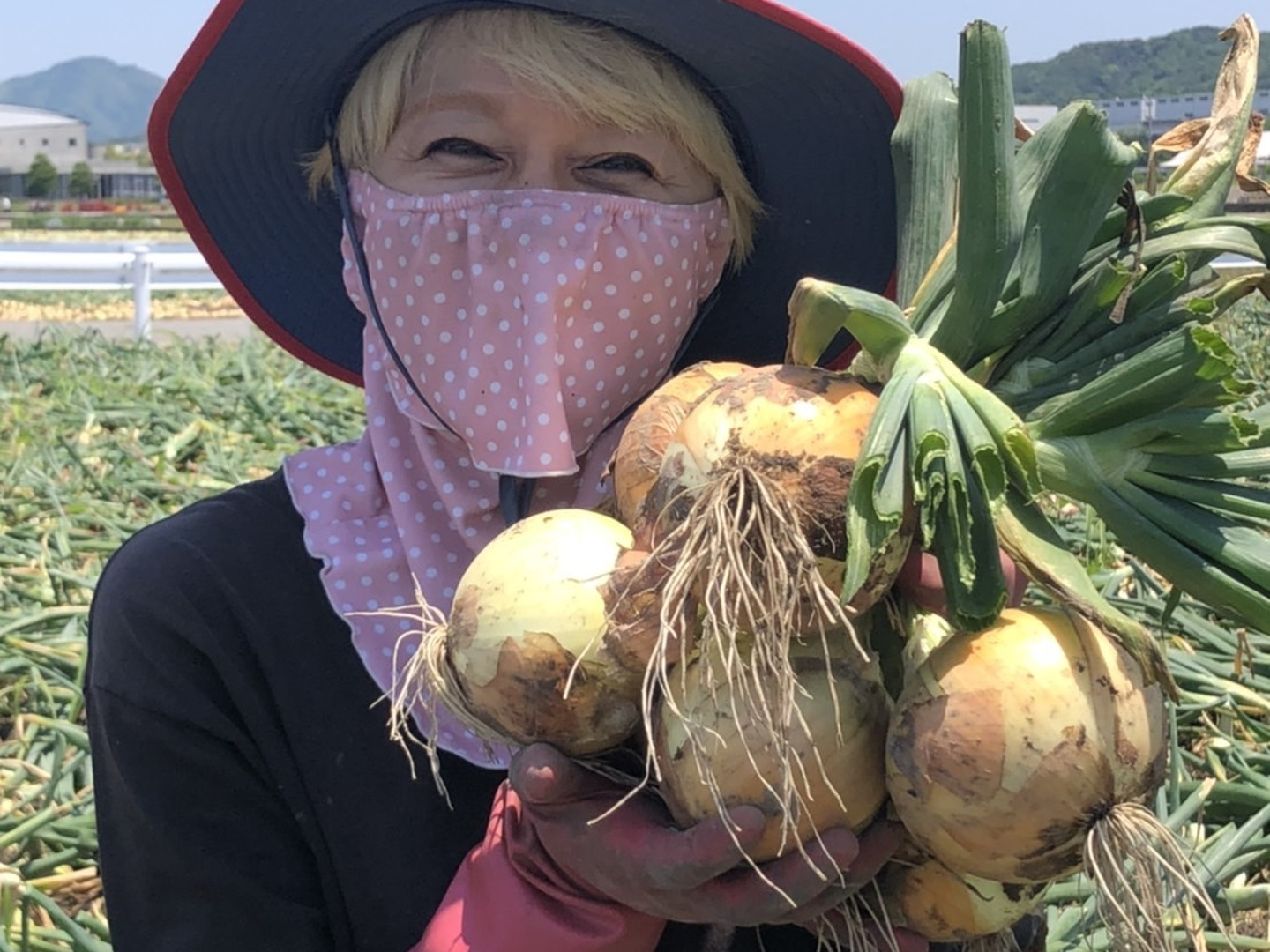 超お得！淡路島産玉ねぎ苗ターザン1000本おまけ付き送料無料 令和7年産 淡路島玉ねぎ 最高中生品種 ターザン – 淡路島のお米