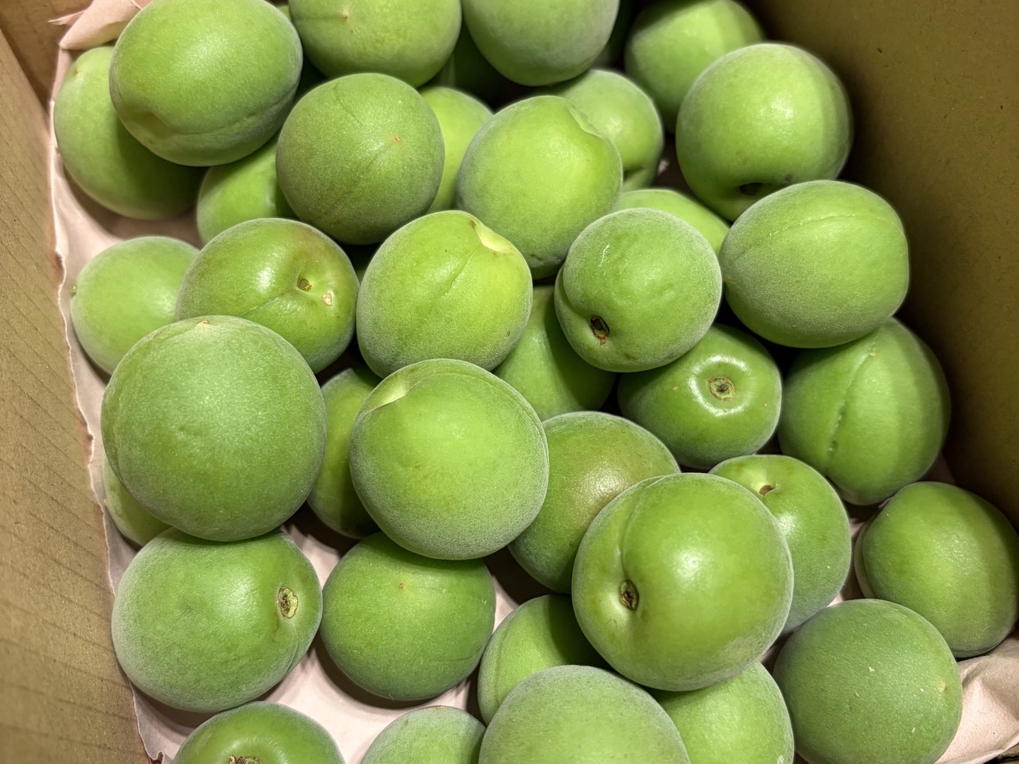 収穫当日に発送！青梅の代表格「白加賀」1kg：群馬県産の白加賀｜食べ