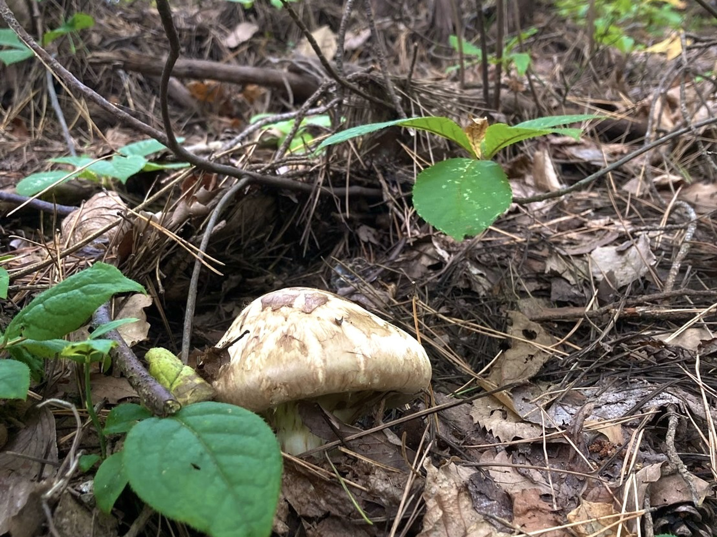 天然松茸：山形県産のマツタケ｜食べチョク｜産地直送(産直)お取り寄せ