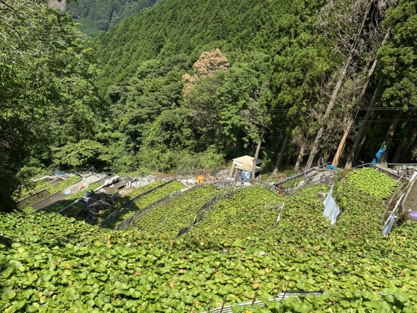 秋田産天然山わさび　1kg 天然 山わさび(葉わさび) 300g＋山菜5～7種 合計1.0～1.5kg 山形