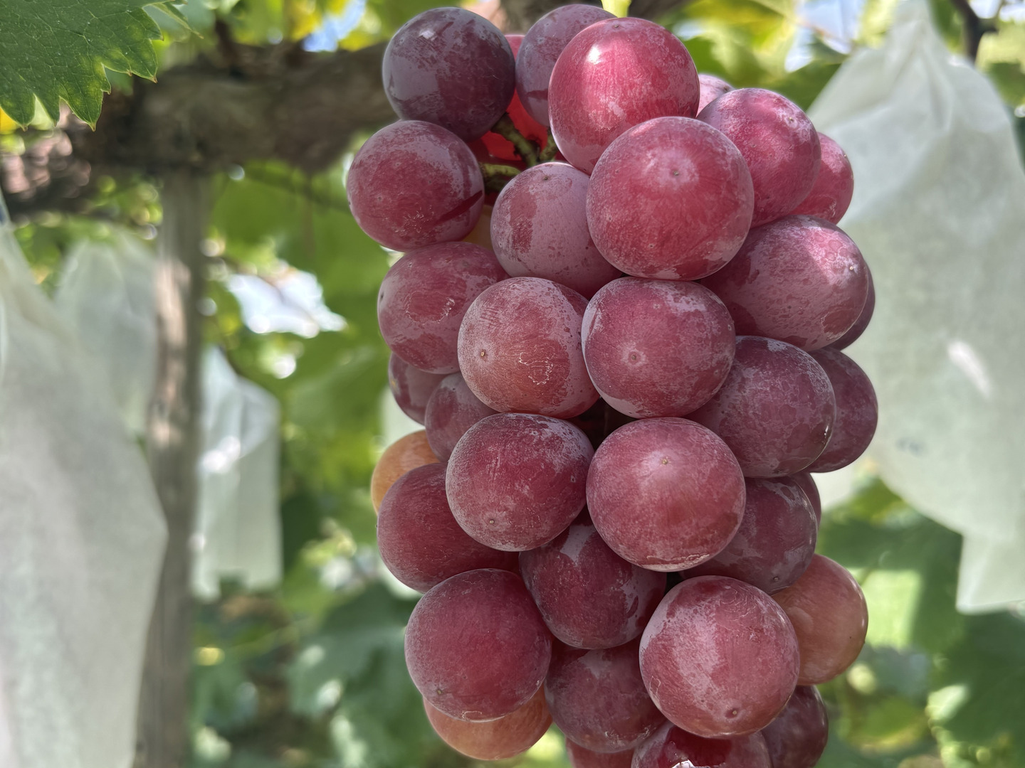 🍇 【採れたて順次発送】【お試し価格数量限定】大粒でジューシー！旬
