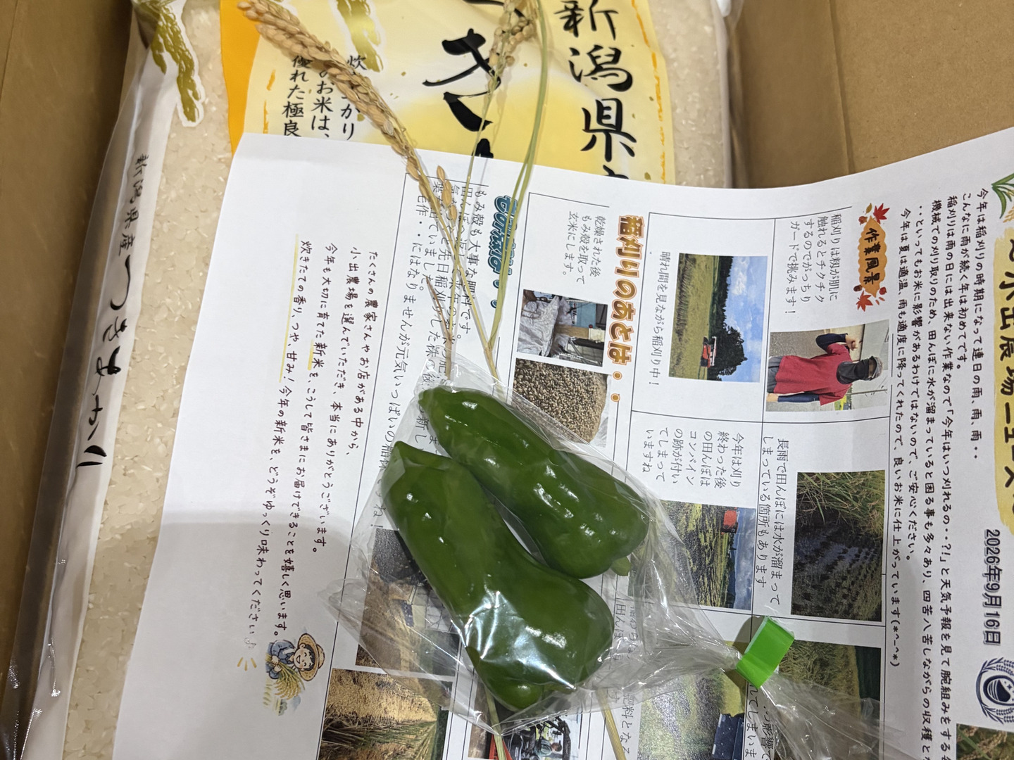 新米 新潟県産 つきあかり 5キロ 白米 令和8年産 お米 (62)：新潟県産