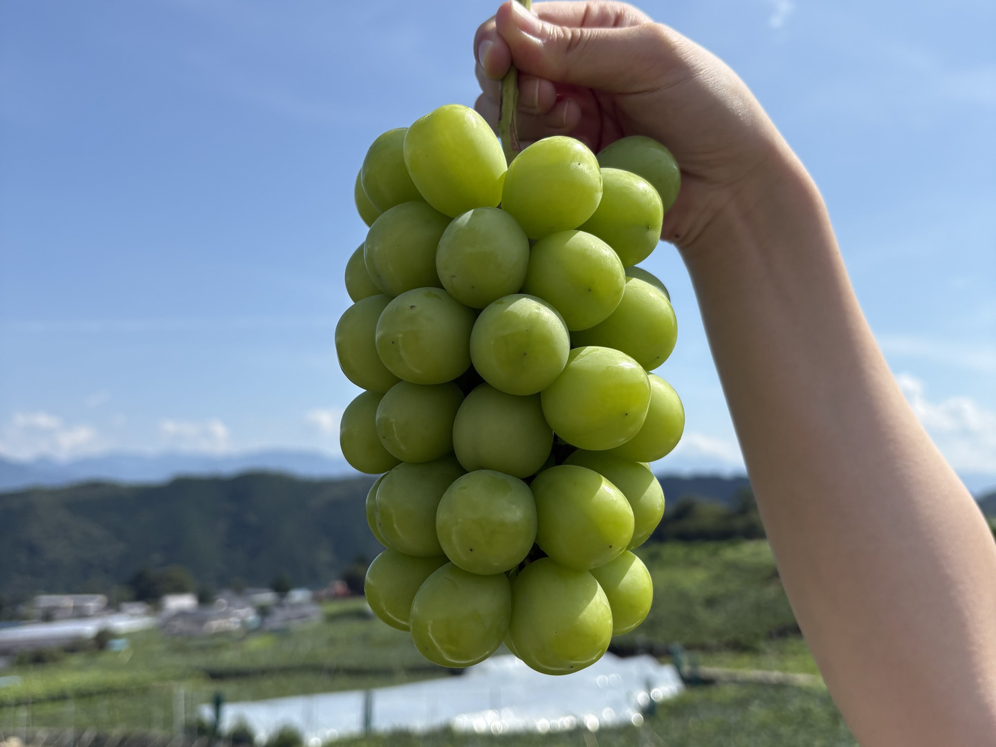 贈答用】大粒！シャインマスカット・巨峰MIX2kg 山梨県牧丘町産