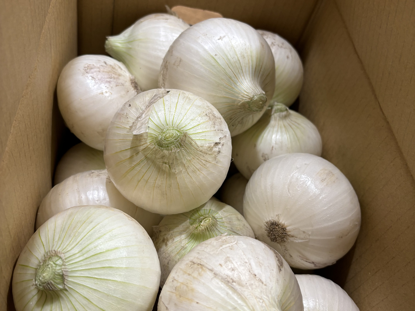 【早生】白玉ねぎ苗▼ホワイトベアー1000本 早生】白玉ねぎ苗▽ホワイトベアー100本 - メルカリ