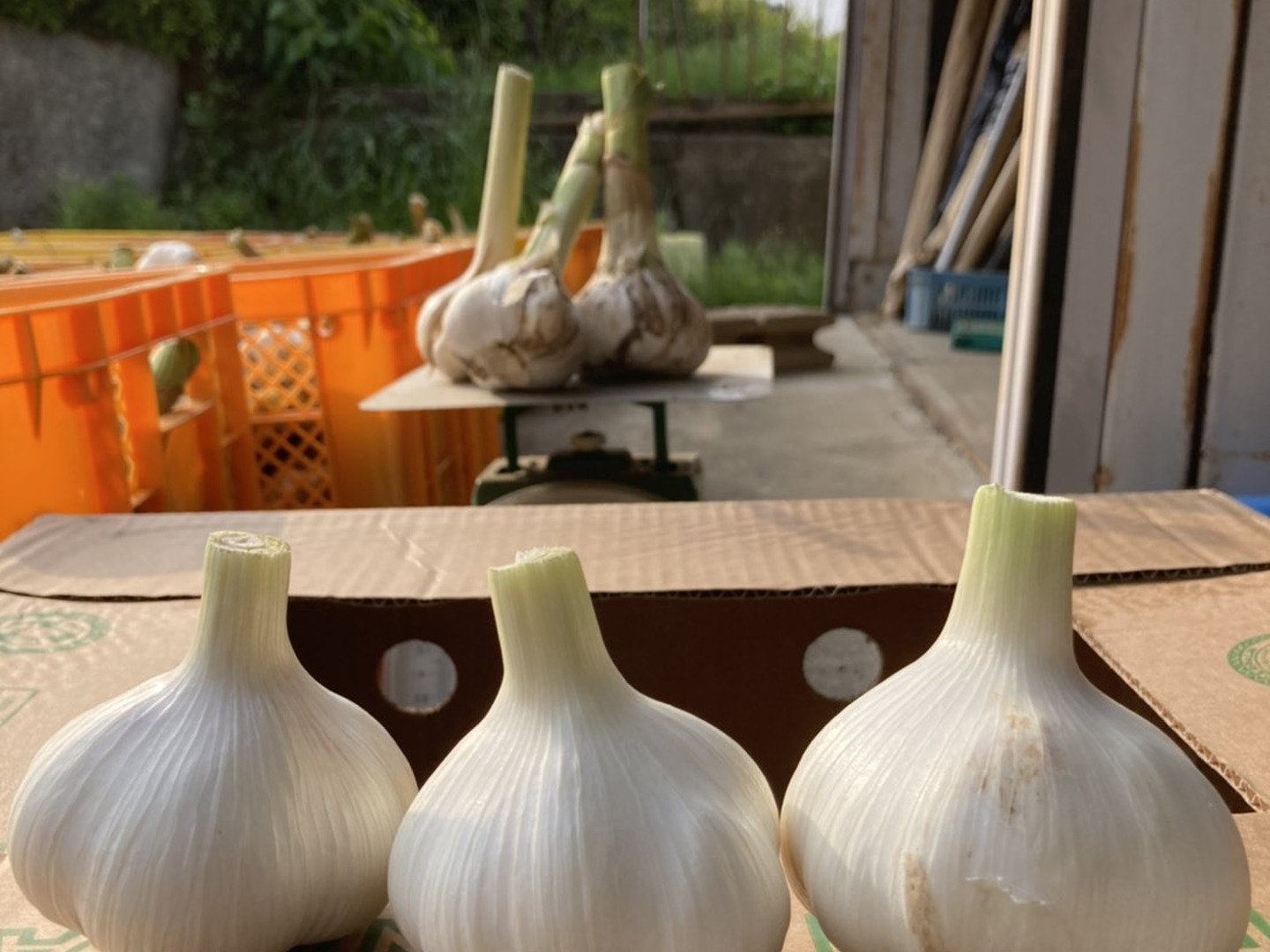 平戸にんにく　3Kg