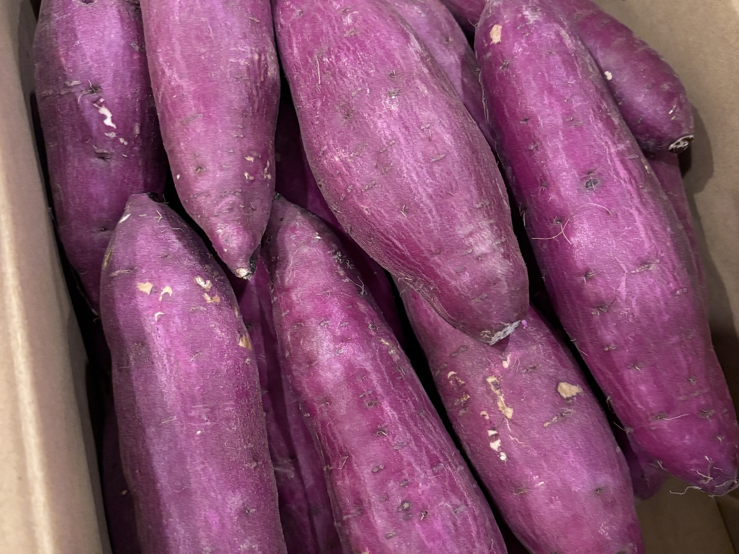 楽天市場】さつまいも 紅はるか 2kg 5kg 10kg 送料無料 熟成