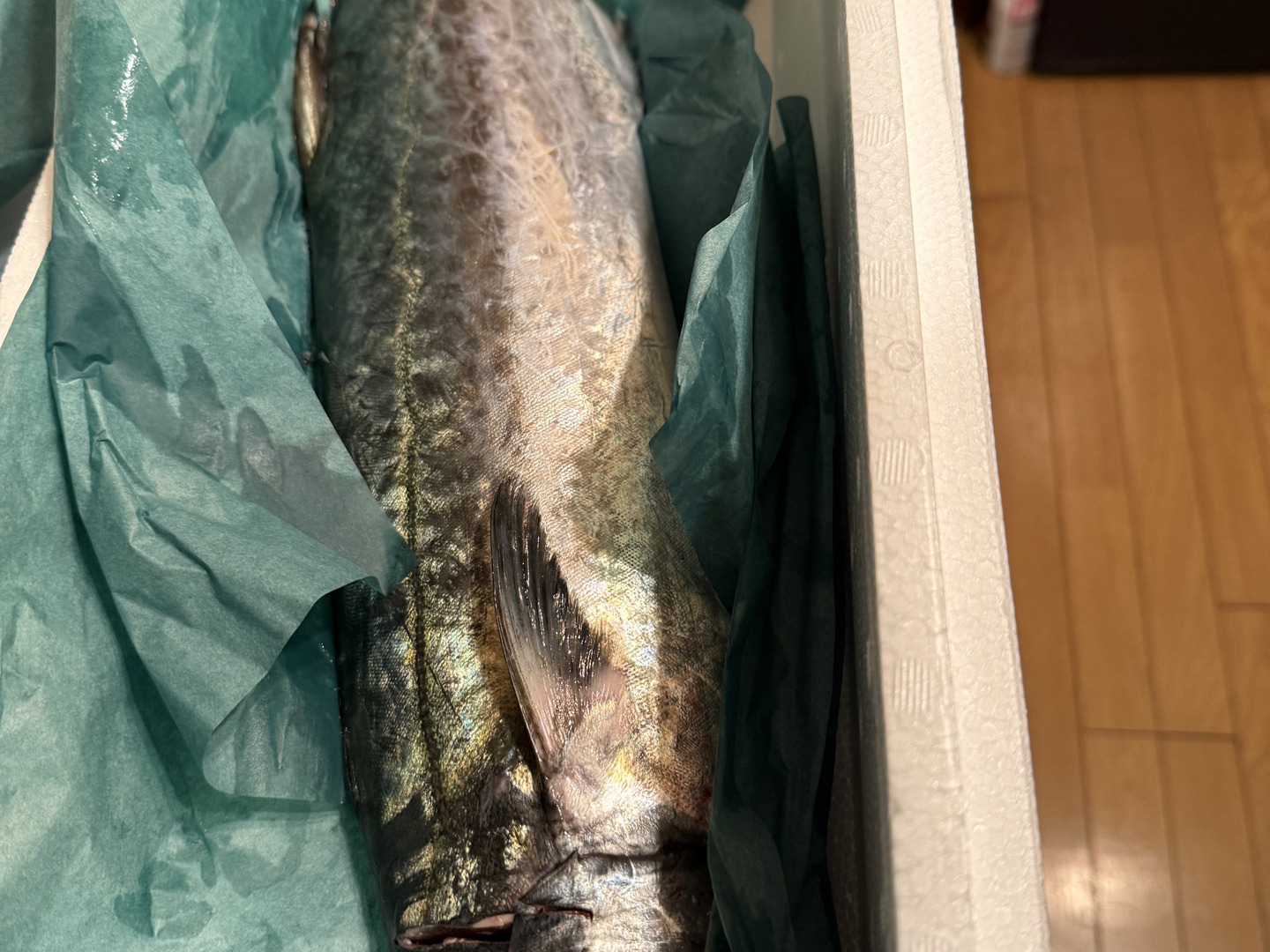 江田島産】鰆(サワラ) 2.0kg前後：広島県産のサワラ｜食べチョク｜産地